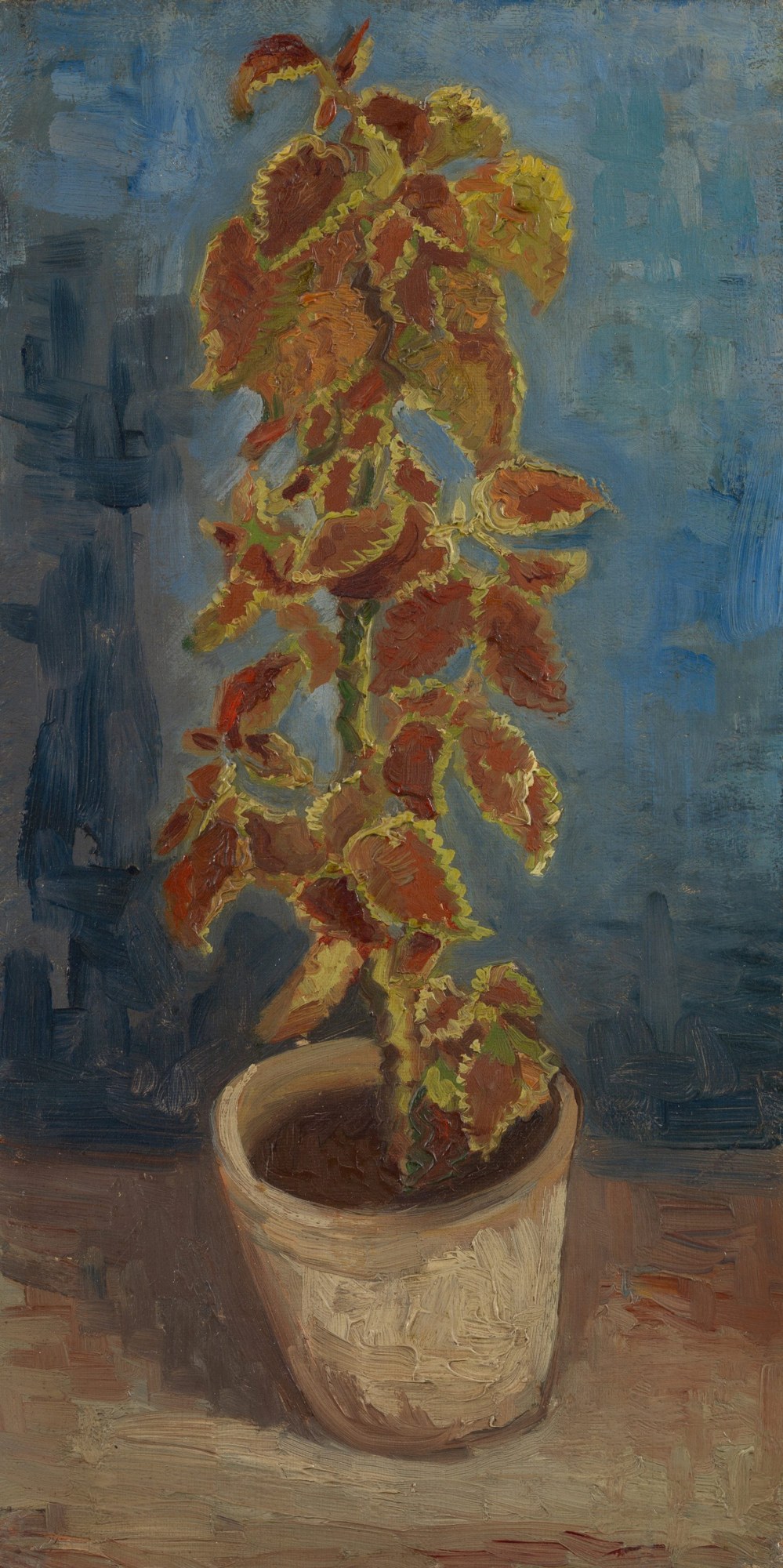 Coleo en una maceta, Van Gogh, 1886, Museo Van Gogh