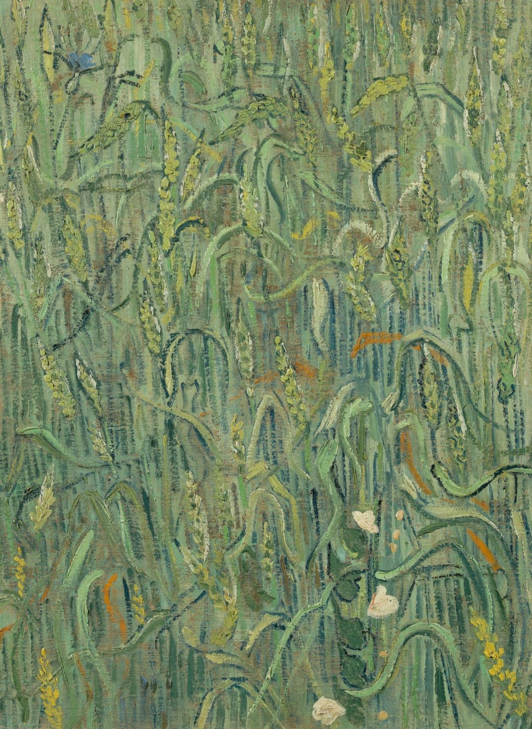 Espigas de trigo, Vincent van Gogh, 1890, Museo Van Gogh