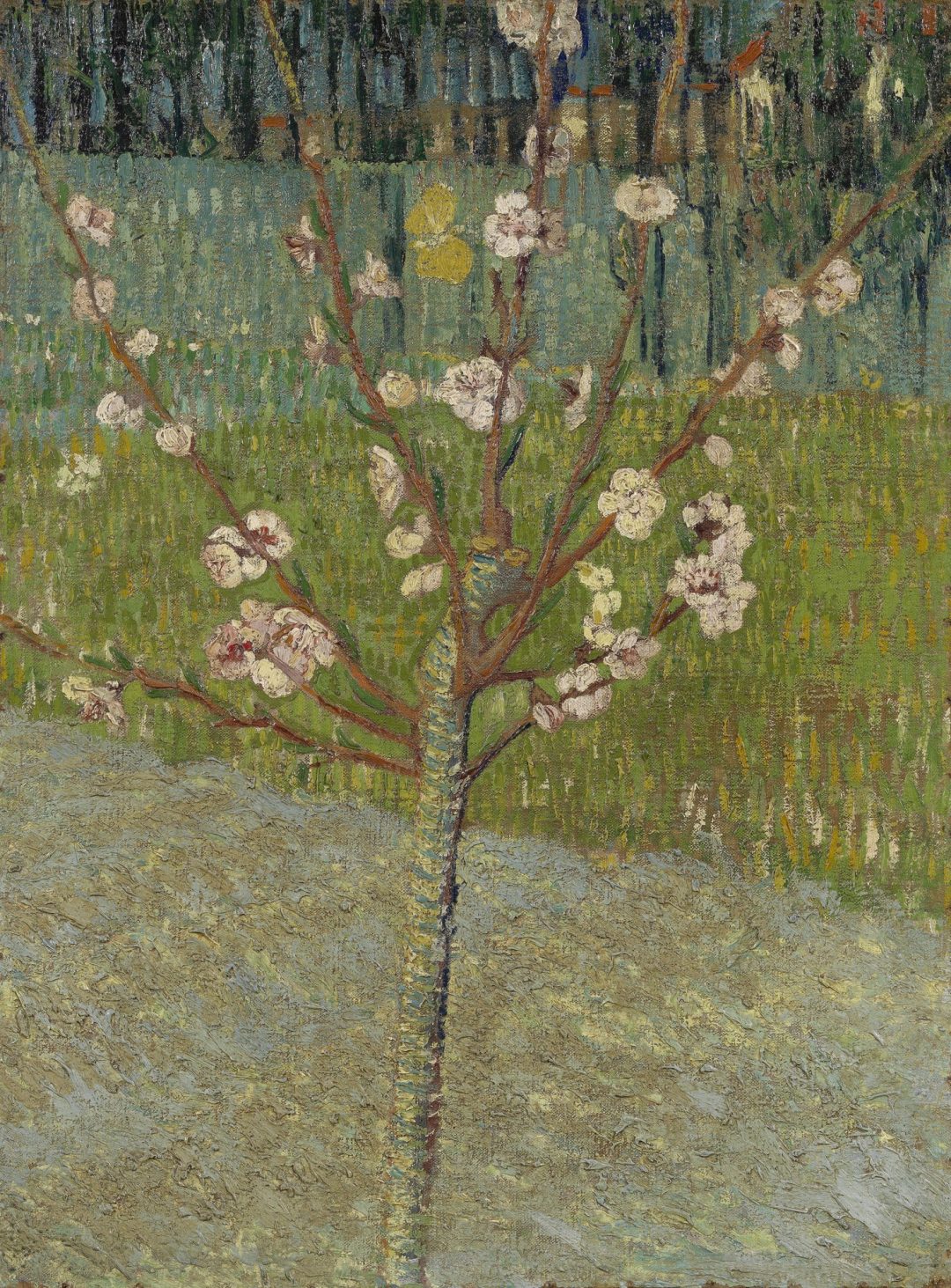 Melocotonero en flor, Vincent van Gogh, 1888, Museo Van Gogh